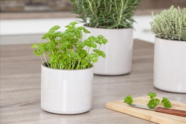 Petroselinum crispum 'Mooskrause 2'