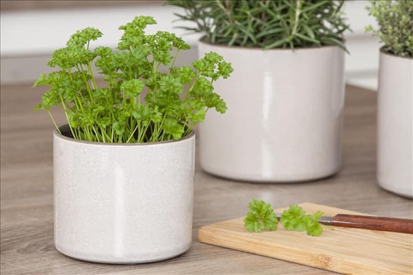 Petroselinum crispum 'Mooskrause 2'