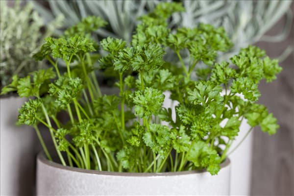 Petroselinum crispum 'Mooskrause 2'