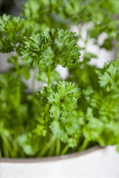 Petroselinum crispum 'Mooskrause 2'