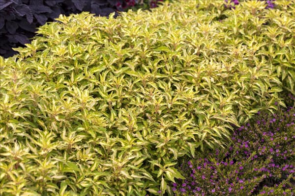 Plectranthus scutellarioides