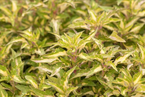 Plectranthus scutellarioides