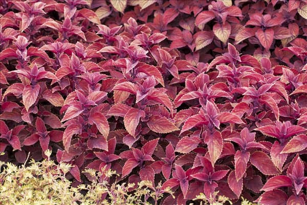 Plectranthus scutellarioides