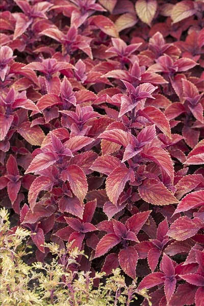 Plectranthus scutellarioides