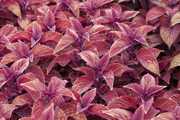 Plectranthus scutellarioides