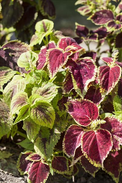 Plectranthus scutellarioides