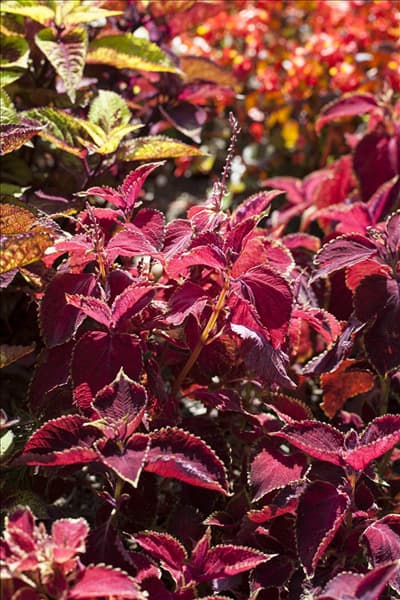 Plectranthus scutellarioides