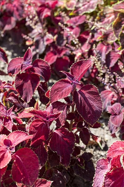 Plectranthus scutellarioides