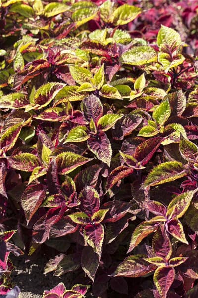Plectranthus scutellarioides