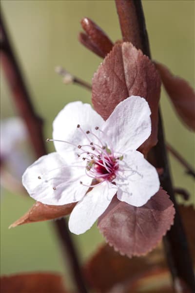 Prunus cerasifera 'Nigra'