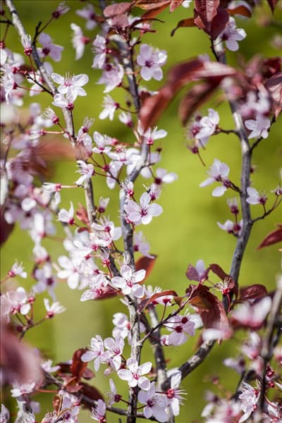 Prunus cerasifera 'Nigra'