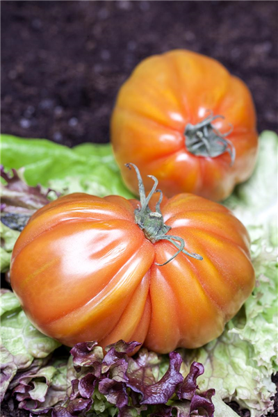 Solanum lycopersicum