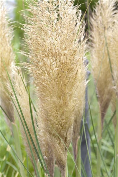 Cortaderia selloana 'Pumila'