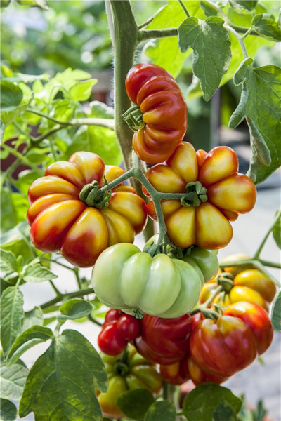 Solanum lycopersicum