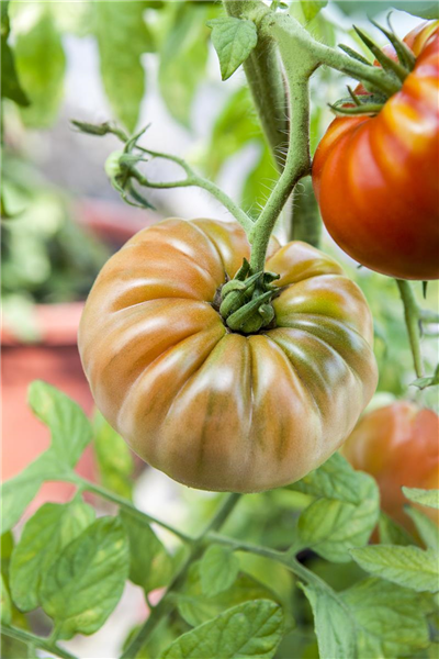 Solanum lycopersicum
