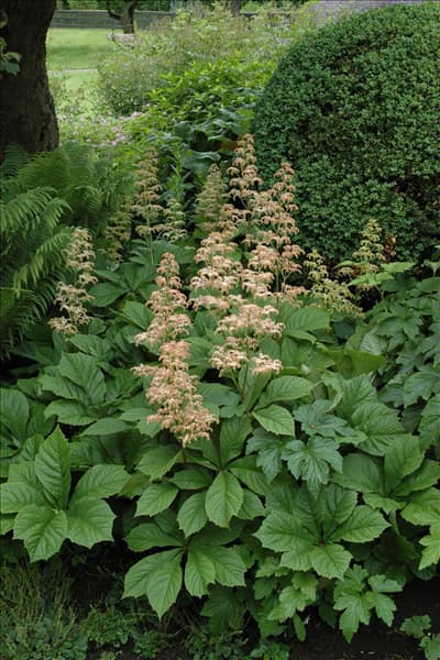 Rodgersia aesculifolia