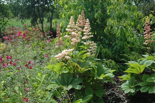 Rodgersia aesculifolia