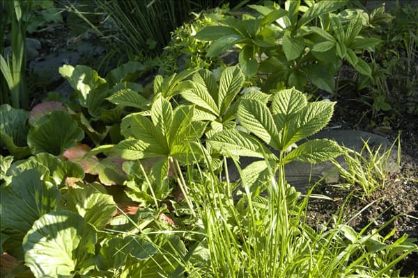 Rodgersia aesculifolia