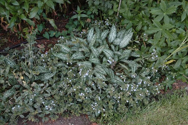 Pulmonaria saccharata 'Opal'