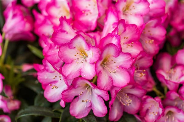 Rhododendron 'Kurfürstin Sophie'