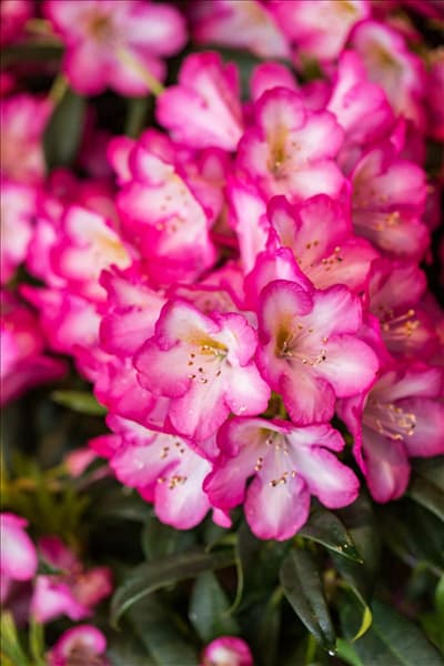 Rhododendron 'Kurfürstin Sophie'