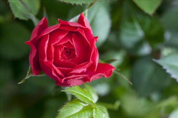 Rosa