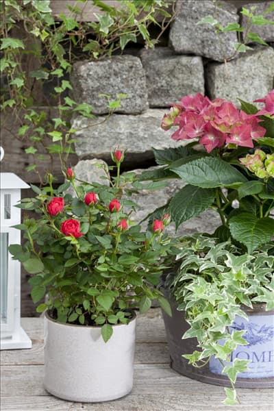 Rosa, Hedera helix, Hydrangea macrophylla