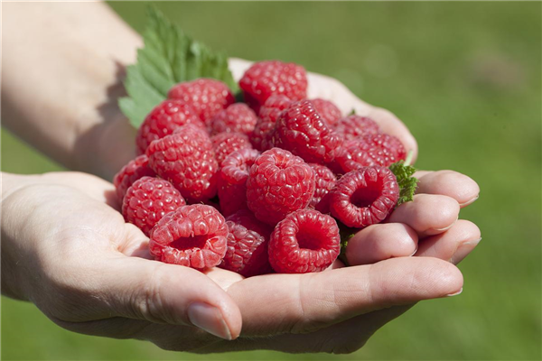 Rubus idaeus