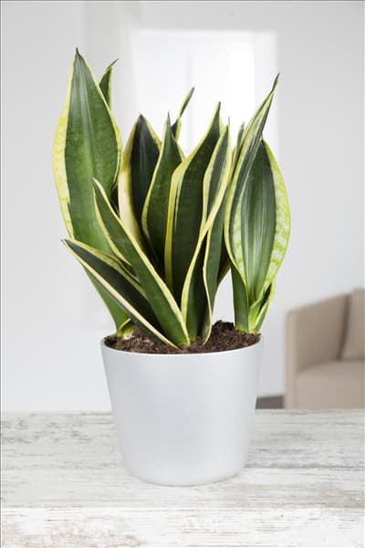 Sansevieria trifasciata 'Black Gold'