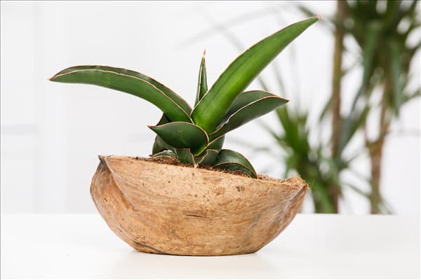 Sansevieria trifasciata