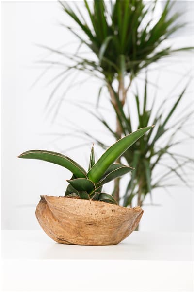 Sansevieria trifasciata