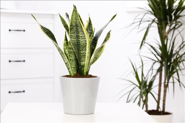 Sansevieria trifasciata