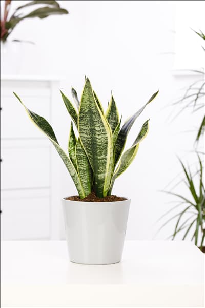 Sansevieria trifasciata