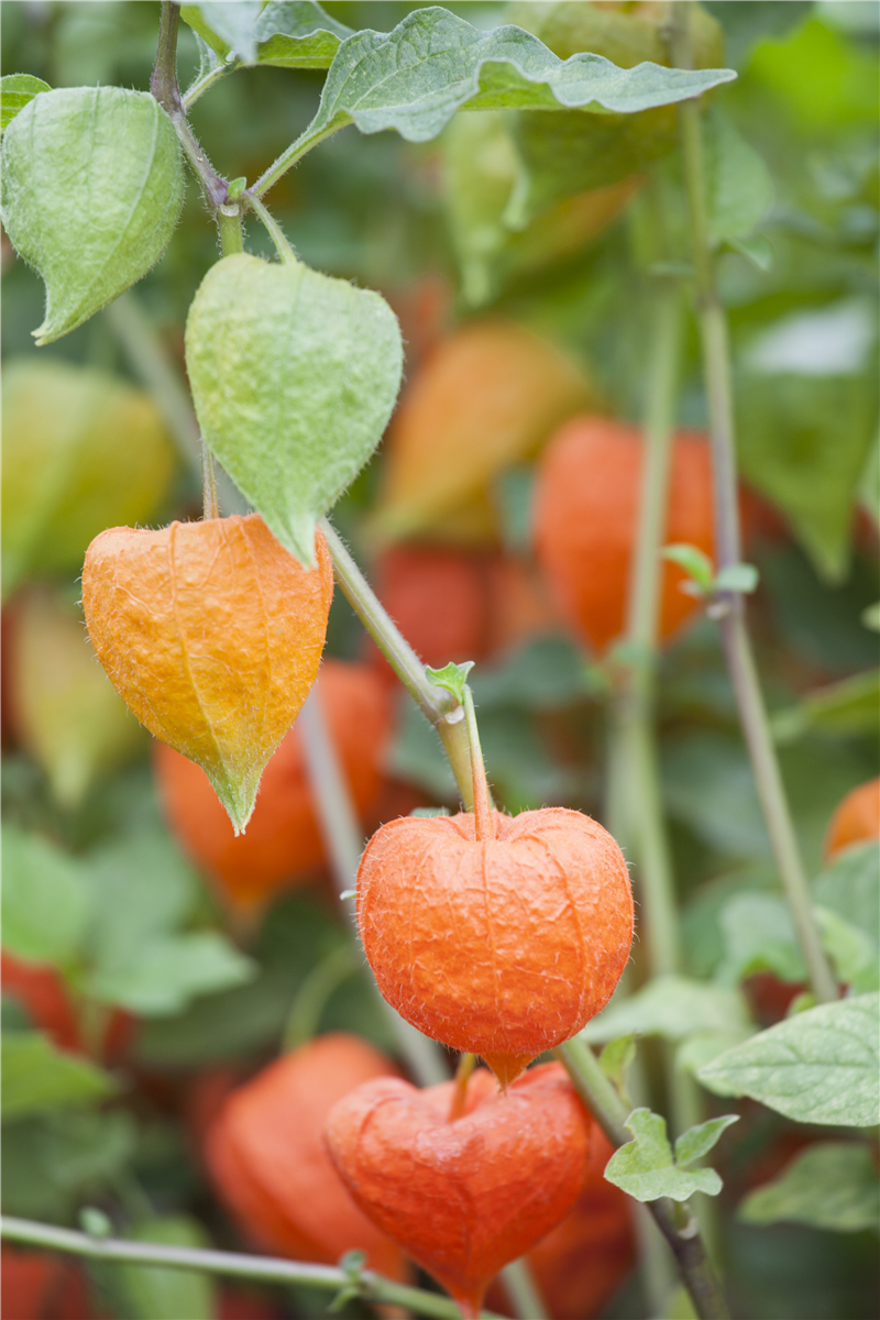 Physalis alkekengi var. franchetii