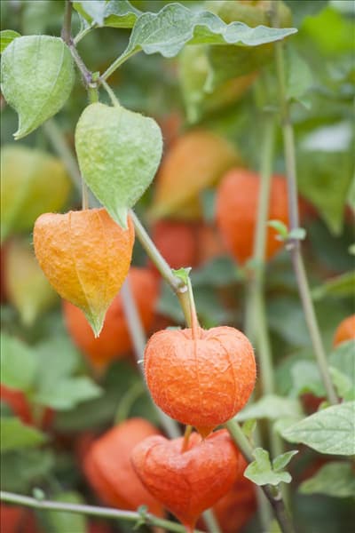 Physalis alkekengi var. franchetii