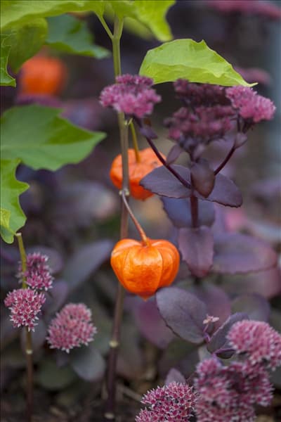 Physalis alkekengi var. franchetii