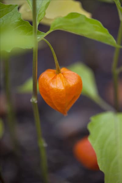 Physalis alkekengi var. franchetii