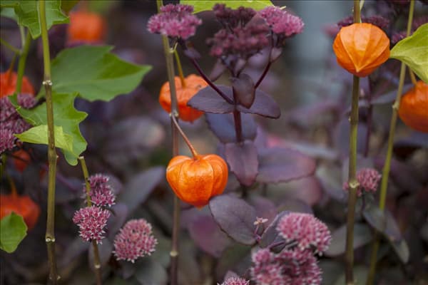 Physalis alkekengi var. franchetii