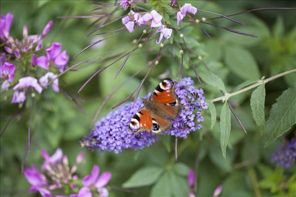 Buddleja davidii, blau