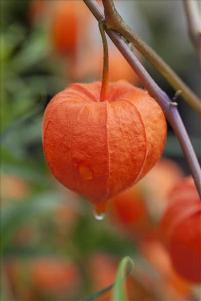Physalis alkekengi var. franchetii