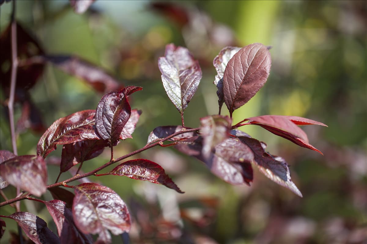 Prunus cerasifera 'Trailblazer'