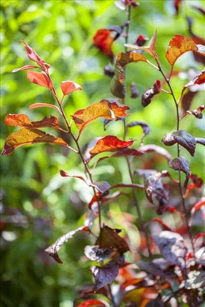 Prunus cerasifera 'Trailblazer'