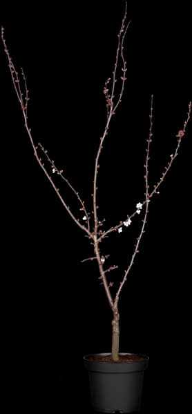 Prunus cerasifera 'Trailblazer'