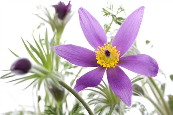 Pulsatilla vulgaris