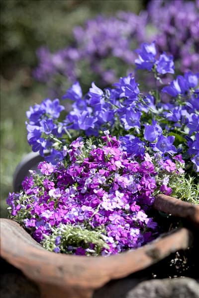 Campanula portenschlagiana