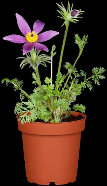 Pulsatilla vulgaris