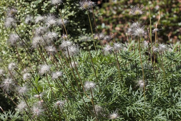 Pulsatilla vulgaris