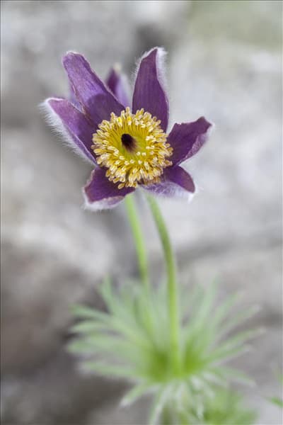 Pulsatilla vulgaris