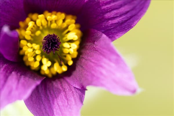 Pulsatilla vulgaris