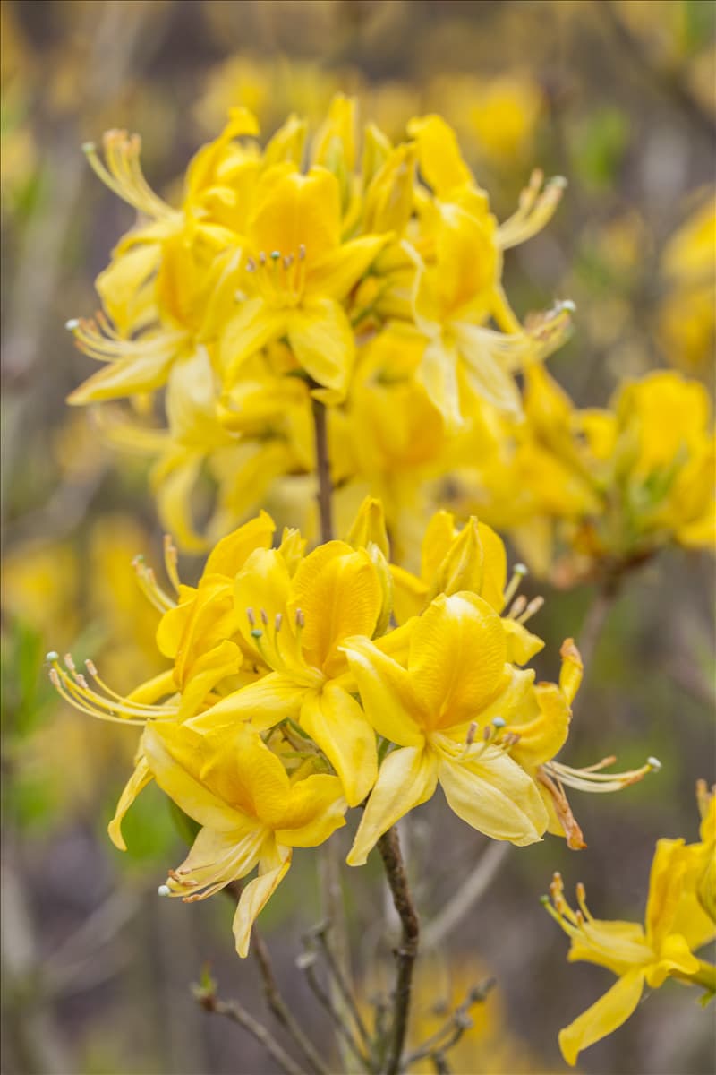 Rhododendron luteum